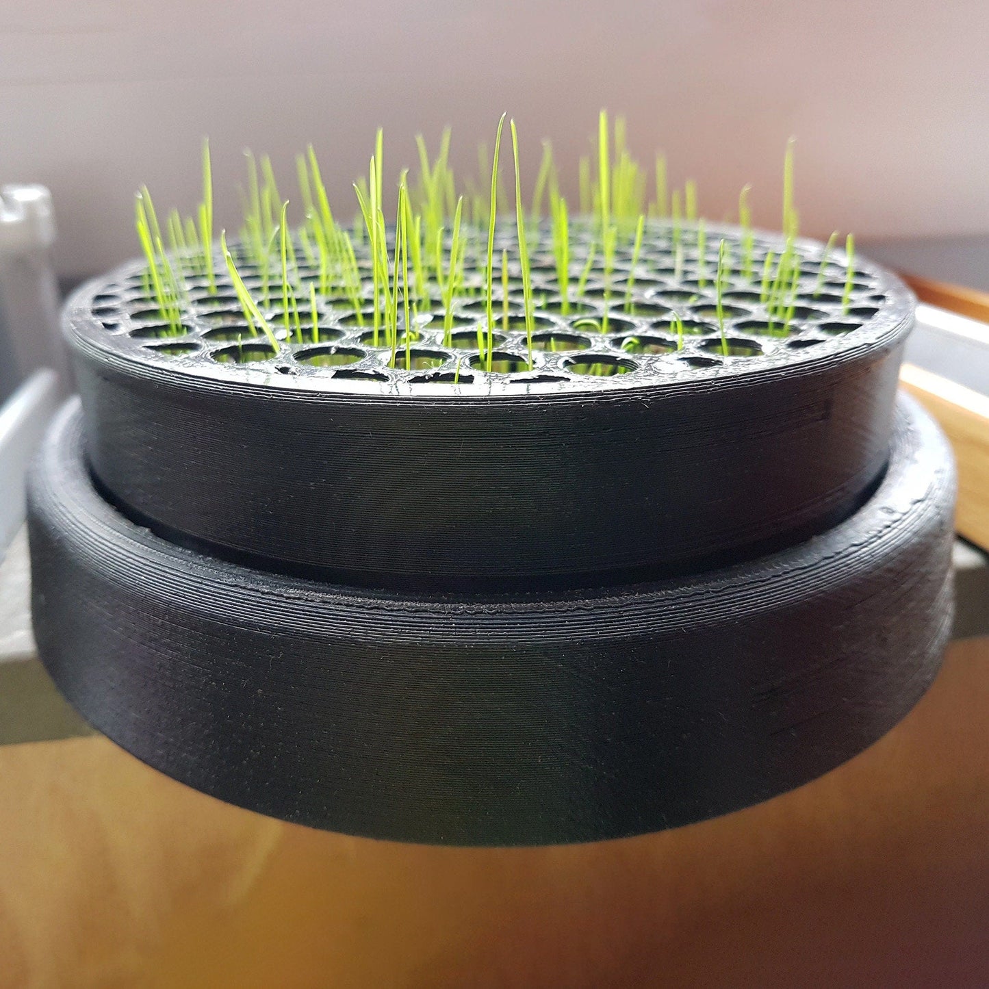 a close up of a potted plant on a table