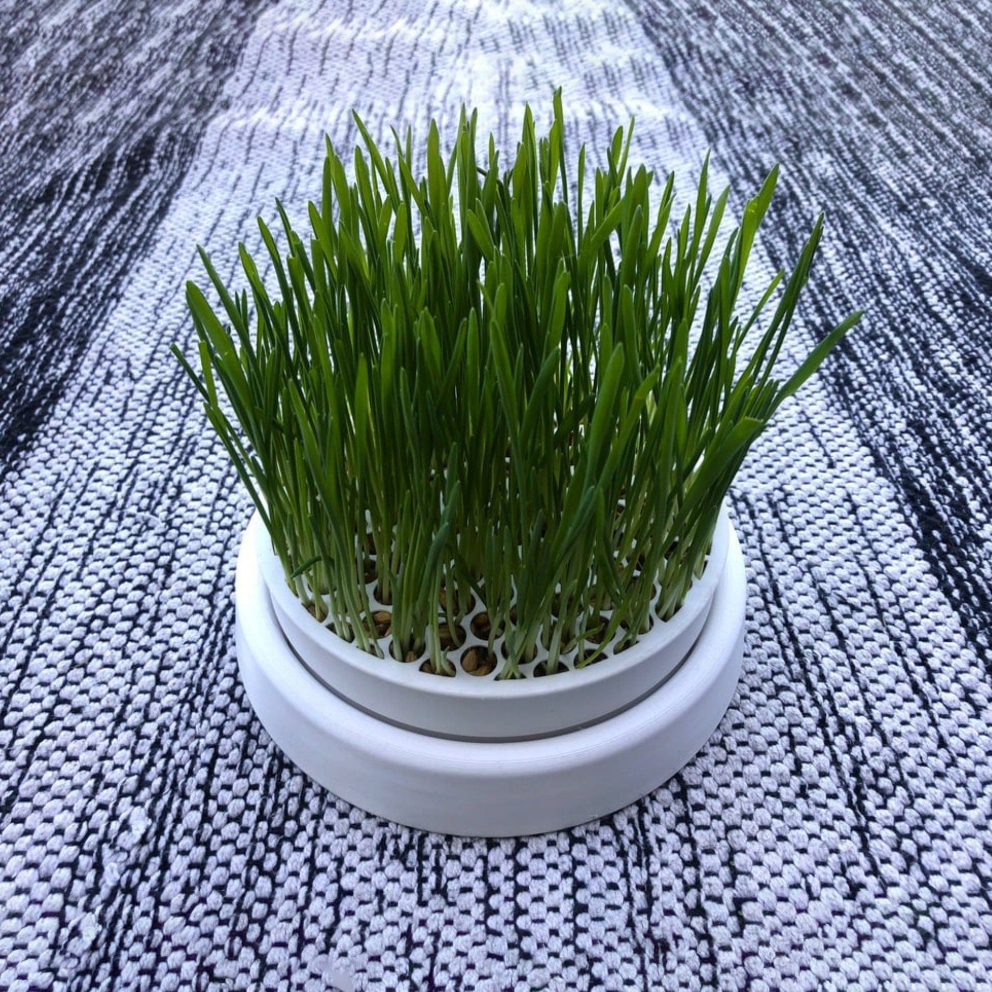 a potted plant with grass growing out of it