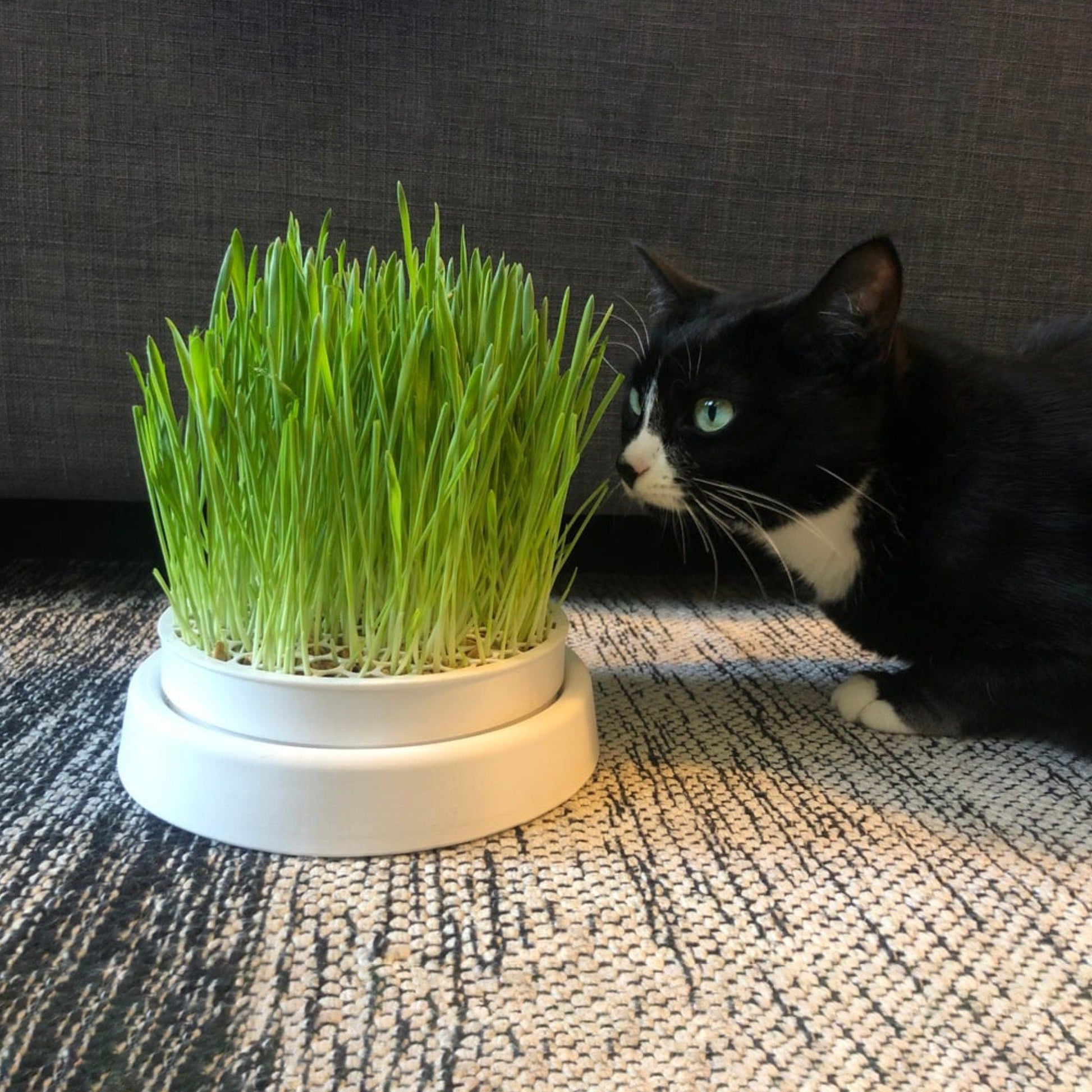 a black and white cat sitting next to a green plant