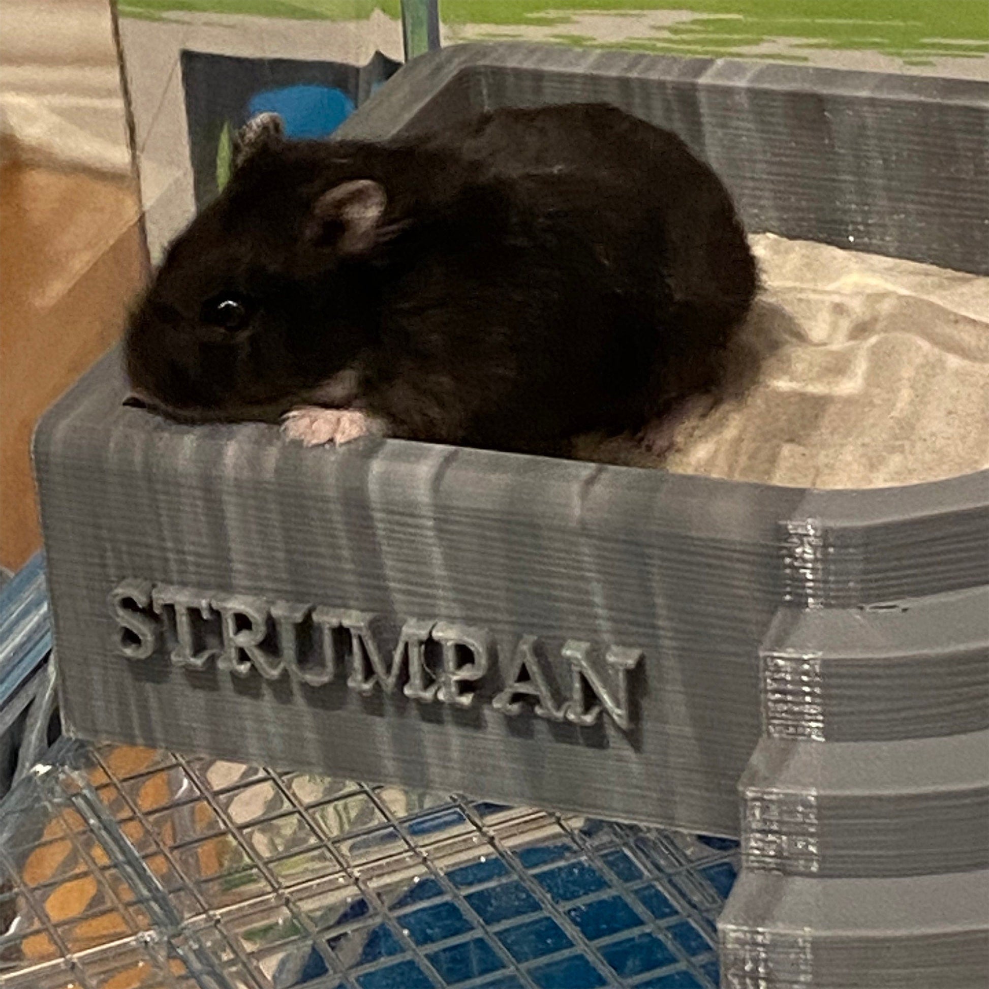 a black rat is sitting in a cage