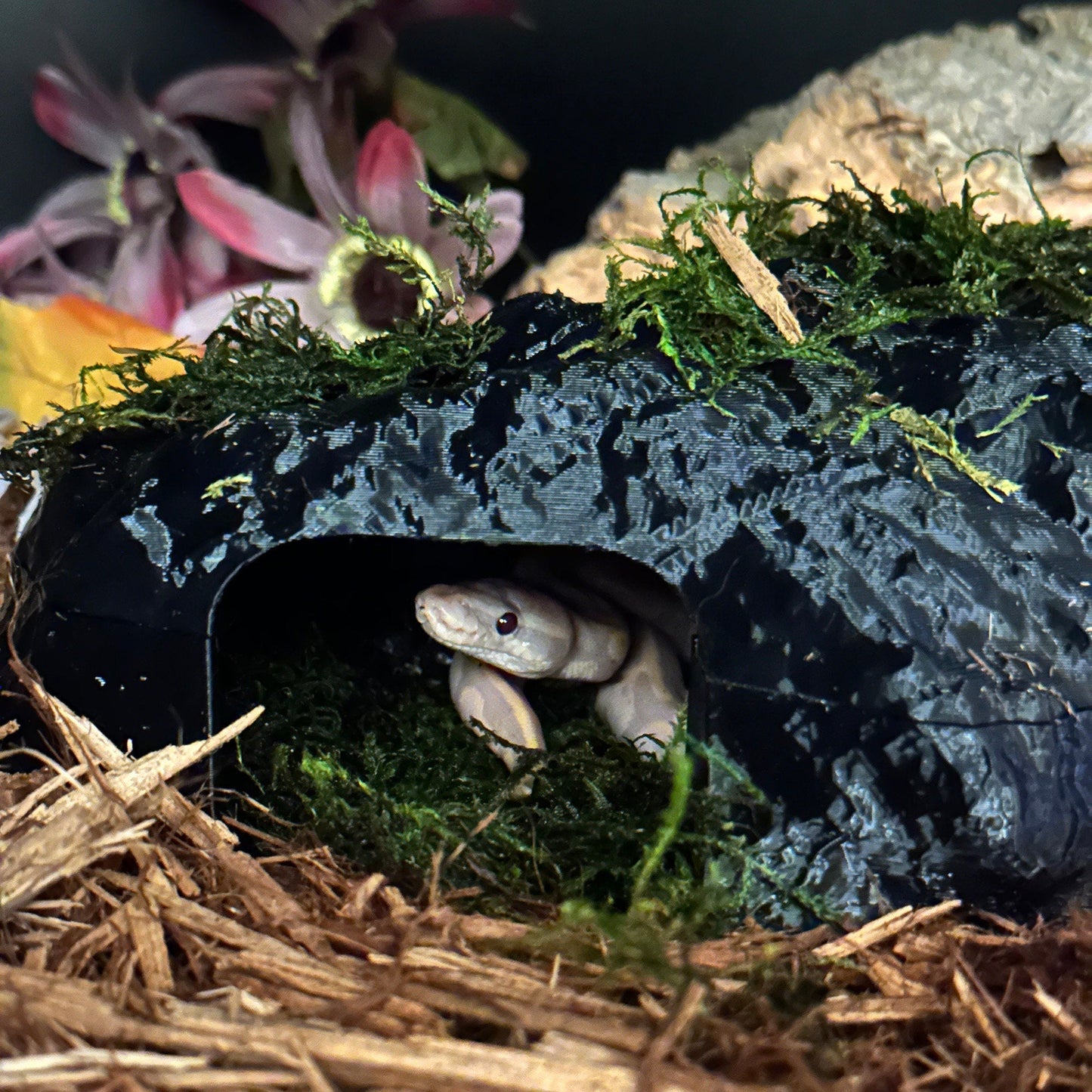 a snake crawling out of a cave in a pile of hay