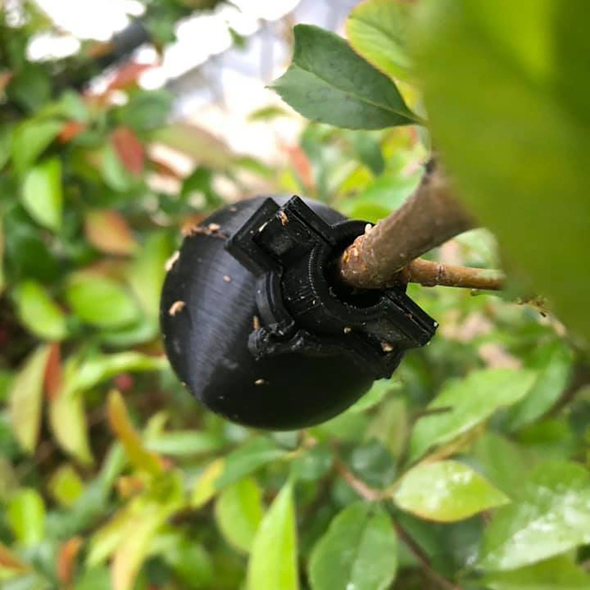 a black object hanging from a tree branch